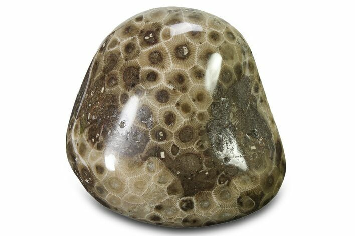 Polished Petoskey Stone (Fossil Coral) - Michigan #322879